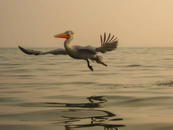 Dalmatian Pelican on Kerkini lake — Stock Photo, Image