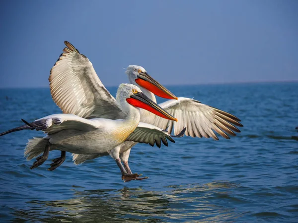 Pelicanos dálmatas no lago Kerkini — Fotografia de Stock