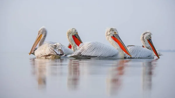 Dalmatische pelikanen op meer Kerkini — Stockfoto