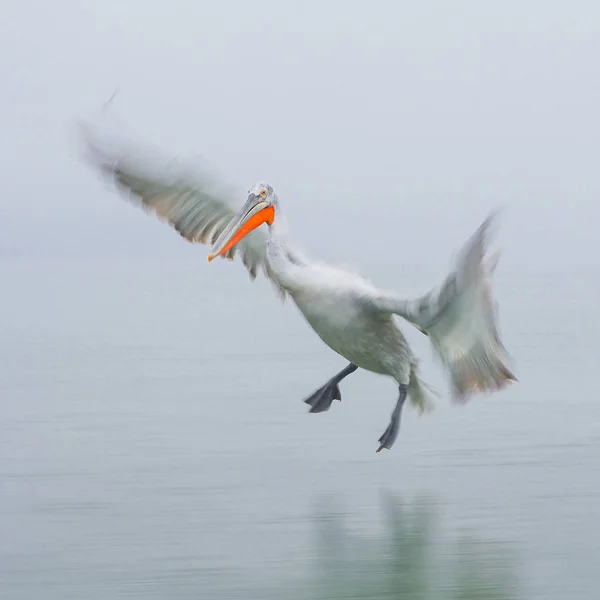 Pelicano dálmata no lago Kerkini — Fotografia de Stock