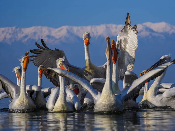 Αργυροπελεκάνους στη λίμνη Κερκίνη — Φωτογραφία Αρχείου