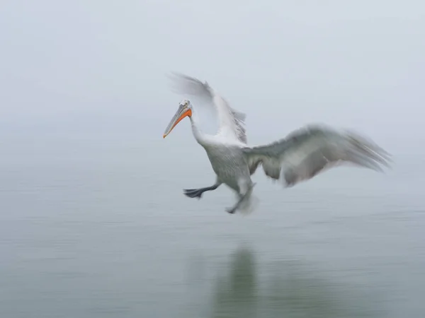 Pelicano dálmata no lago Kerkini — Fotografia de Stock