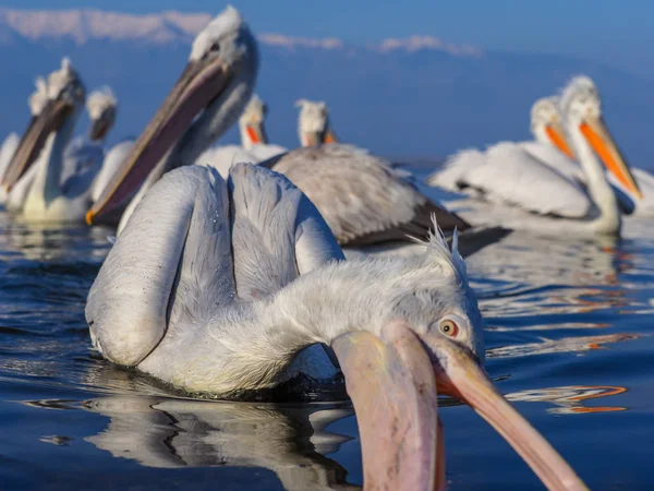 Dalmatiner Pelikane auf dem Kerkini-See — Stockfoto