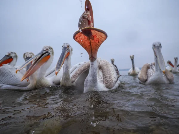 Dalmatian Pelicans on Kerkini lake — Stock Photo, Image