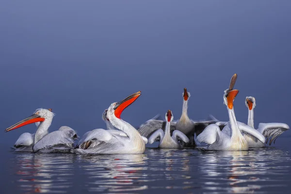 Dalmatian Pelicans on Kerkini lake — Stock Photo, Image