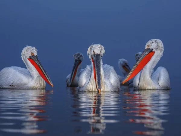 Pélicans dalmates sur le lac Kerkini — Photo