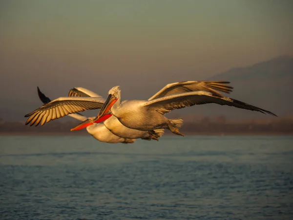 Pelicanos dálmatas no lago Kerkini — Fotografia de Stock