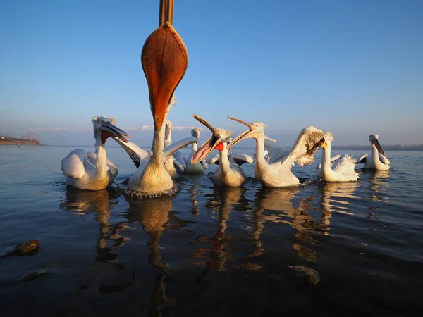 Dalmatian Pelicans on Kerkini lake — Stock Photo, Image