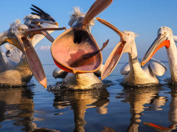 Dalmatische pelikanen op meer Kerkini — Stockfoto