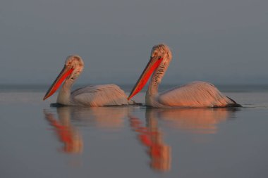 Kerkini göl kenarında Dalmaçyalı pelikanlar