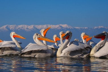 Kerkini göl kenarında Dalmaçyalı pelikanlar