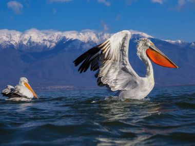 Kerkini göl kenarında Dalmaçyalı pelikanlar