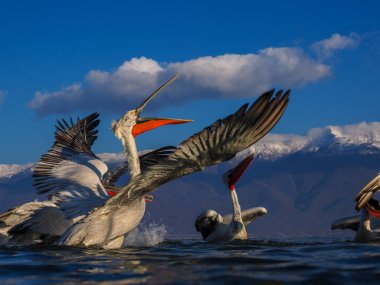 Kerkini göl kenarında Dalmaçyalı pelikanlar
