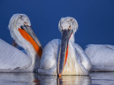 Kerkini göl kenarında Dalmaçyalı pelikanlar