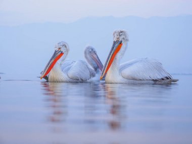 Kerkini göl kenarında Dalmaçyalı pelikanlar