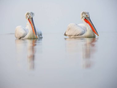 Kerkini göl kenarında Dalmaçyalı pelikanlar