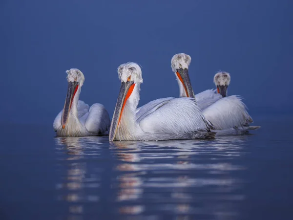 Pélicans dalmates sur le lac Kerkini — Photo