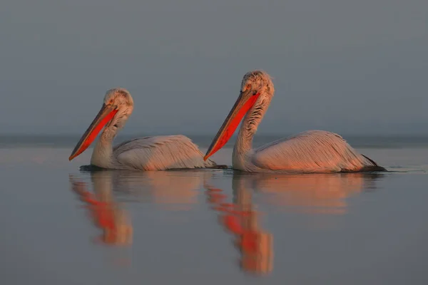 Kerkini göl kenarında Dalmaçyalı pelikanlar — Stok fotoğraf