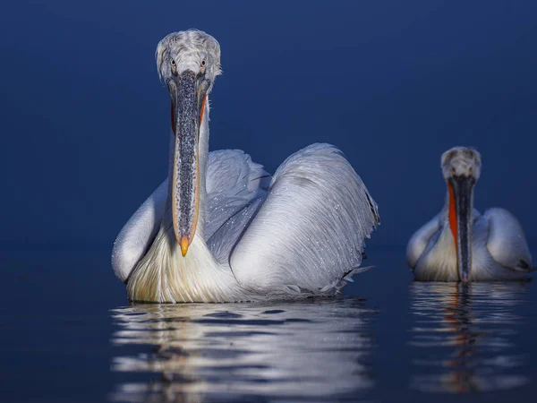 Далматинские пеликаны на озере Керкини — стоковое фото