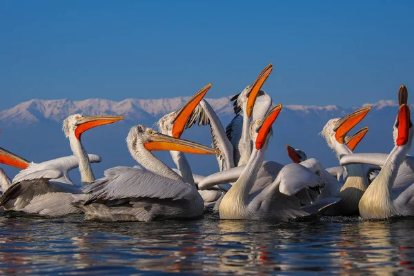 Pelicanos dálmatas no lago Kerkini — Fotografia de Stock