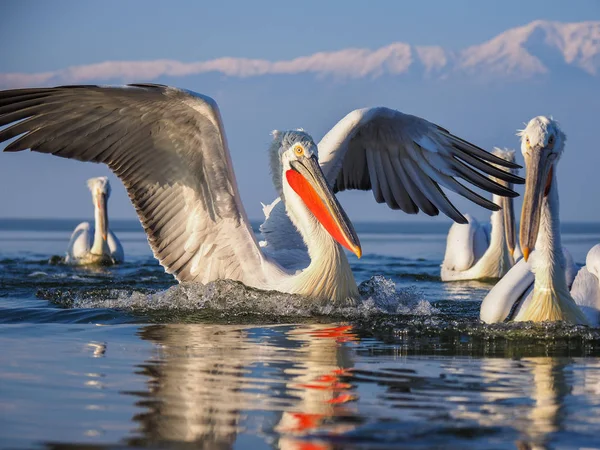 Dalmata Pelicans sul lago Kerkini — Foto Stock