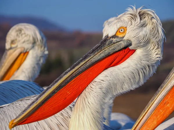 Pélicans dalmates sur le lac Kerkini — Photo