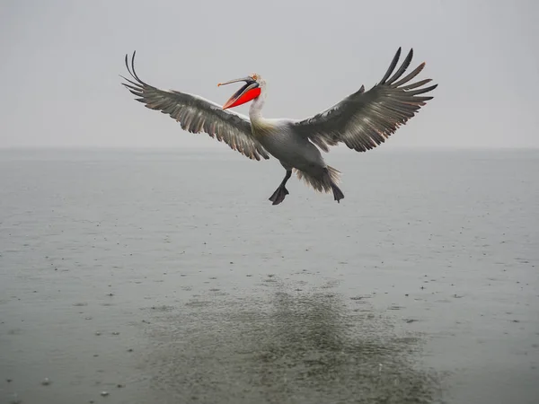 Pelicano dálmata no lago Kerkini — Fotografia de Stock