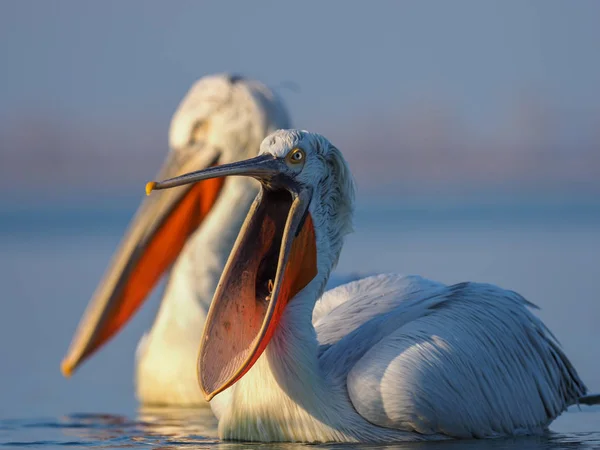 Dalmatian Pelicans on Kerkini lake — Stock Photo, Image