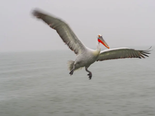 Pelicano dálmata no lago Kerkini — Fotografia de Stock