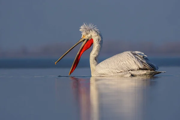 Pelicano dálmata no lago Kerkini — Fotografia de Stock