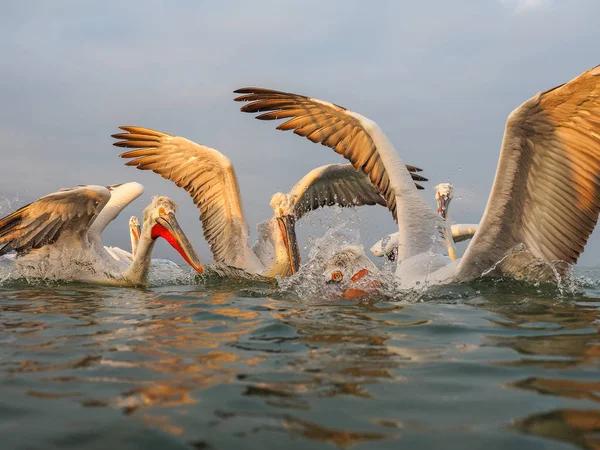 Pelícanos dálmatas en el lago Kerkini — Foto de Stock