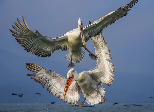 Pelicanos dálmatas no lago Kerkini — Fotografia de Stock