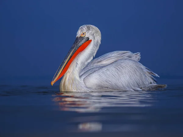 Pelicano dálmata no lago Kerkini — Fotografia de Stock