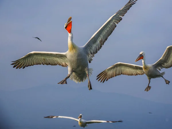 Dalmata Pelicans sul lago Kerkini — Foto Stock