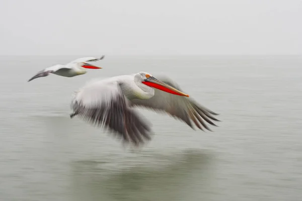 Pelicanos dálmatas no lago Kerkini — Fotografia de Stock