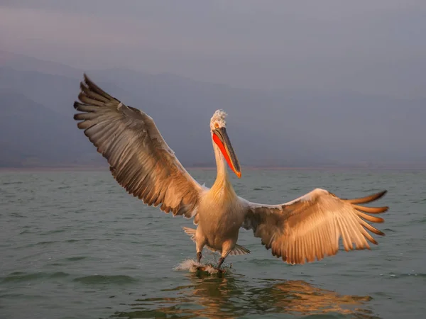 Pelicano dálmata no lago Kerkini — Fotografia de Stock