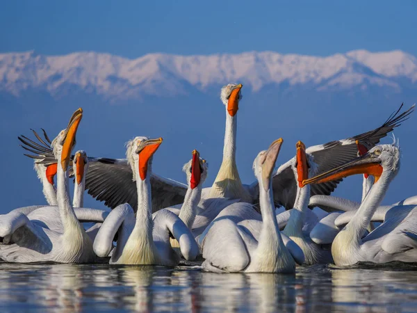 Kerkini göl kenarında Dalmaçyalı pelikanlar