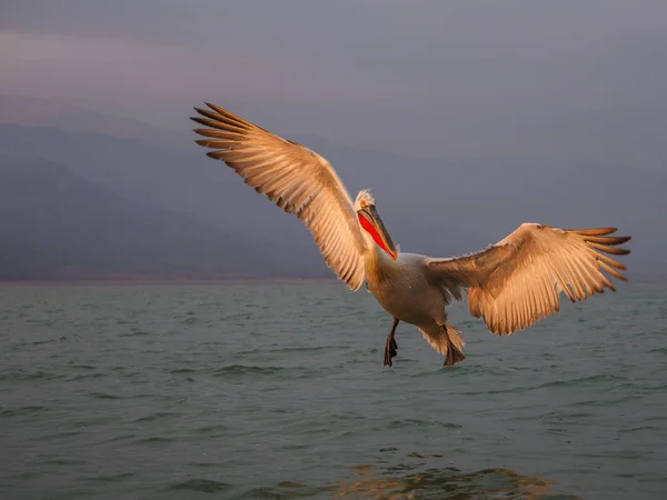 Pelicano dálmata no lago Kerkini — Fotografia de Stock