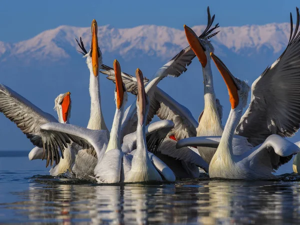 Pelicanos dálmatas no lago Kerkini — Fotografia de Stock