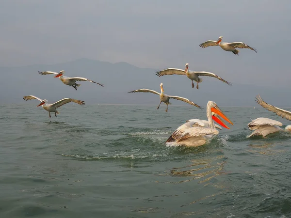 Dalmata Pelicans sul lago Kerkini — Foto Stock