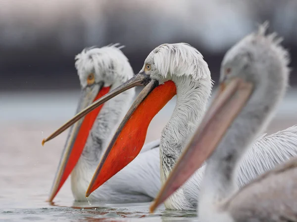 Pelikánů na jezero Kerkini — Stock fotografie