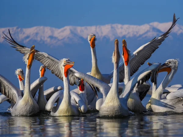 Pelícanos dálmatas en el lago Kerkini — Foto de Stock