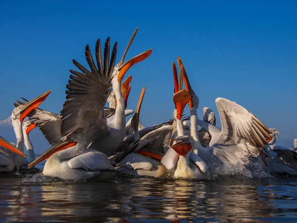 Dalmatian Pelicans on Kerkini lake — Stock Photo, Image