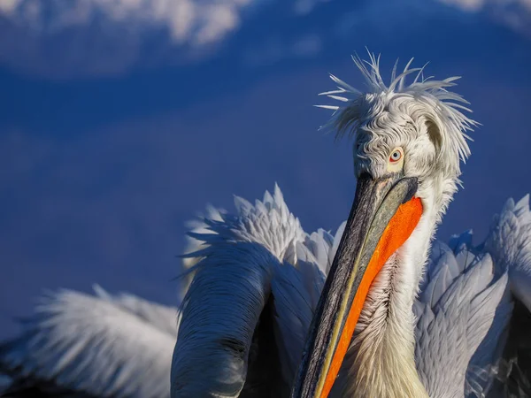 Pelikan na jezioro Kerkini — Zdjęcie stockowe