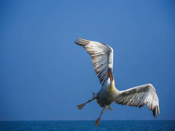 Pelicano dálmata no lago Kerkini — Fotografia de Stock