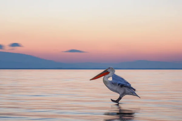 Dalmata Pelican sul lago Kerkini — Foto Stock
