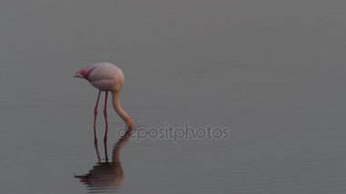 Gölde Flamingo ayakta