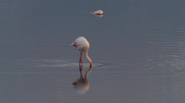 Gölde Flamingo ayakta