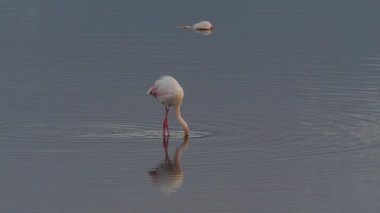 Gölde ayakta flamingolar