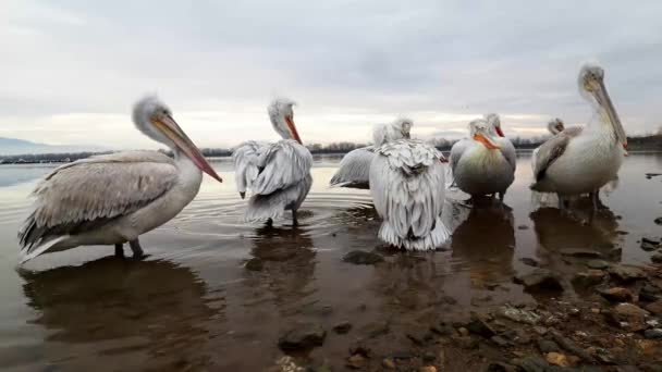 Dalmatische pelikanen op meer Kerkini — Stockvideo